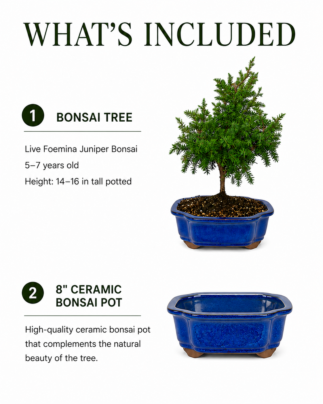 TODOROKI Foemina Juniper Bonsai
