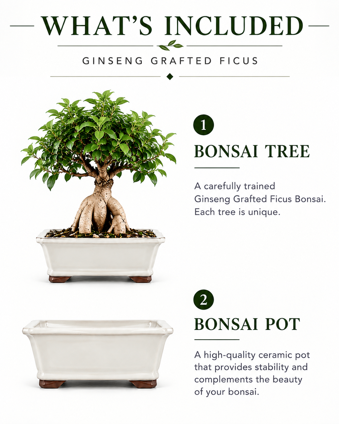 Ginseng Grafted Ficus Bonsai