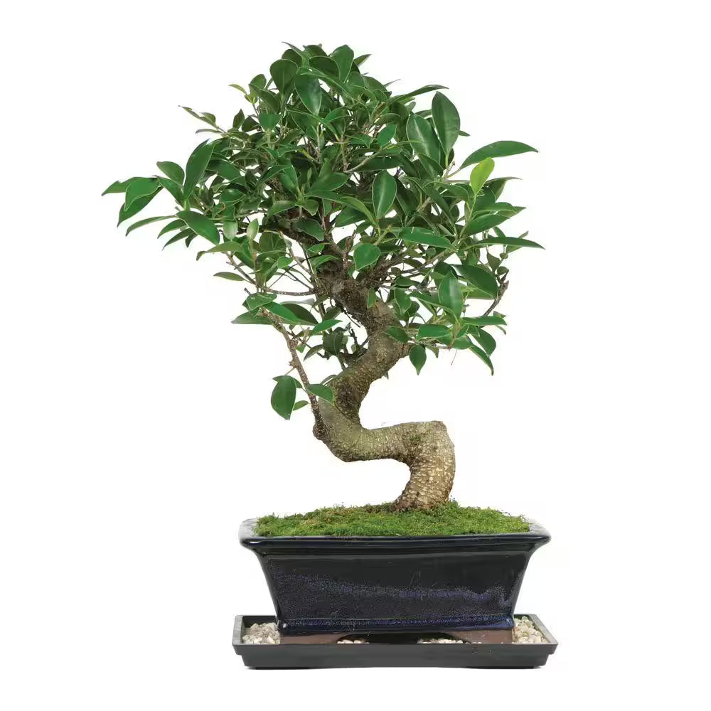 Golden Gate Ficus Bonsai Tree in Ceramic Bonsai Pot, 7 Years Old, 8 to 16 In.