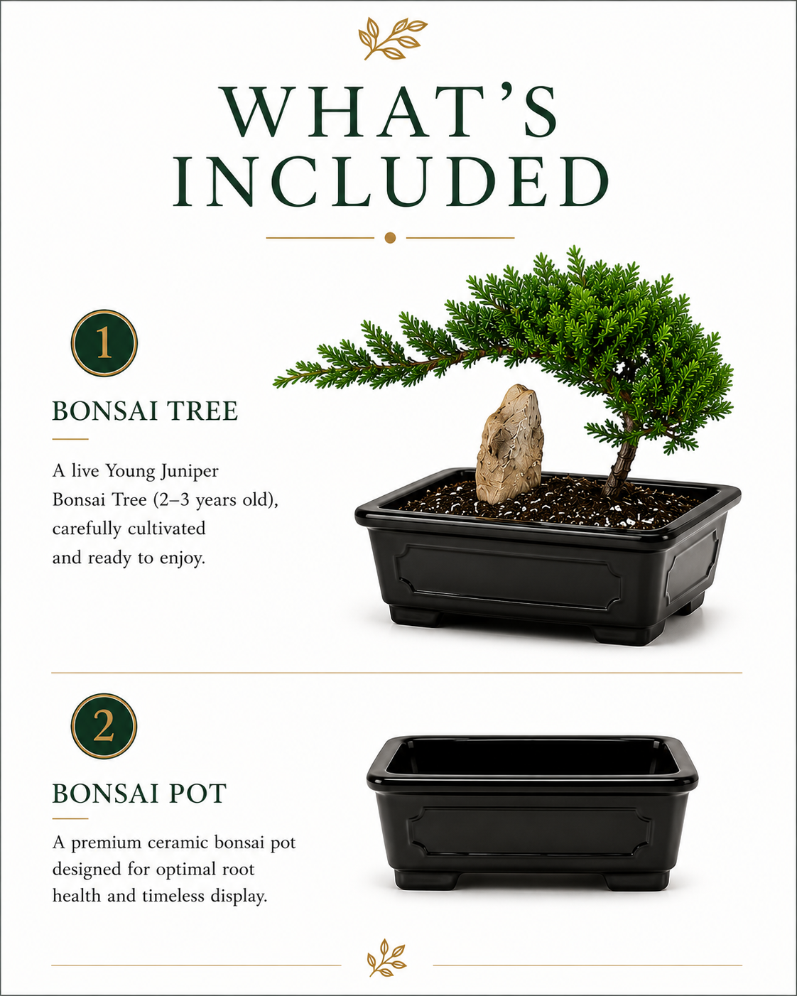 TODOROKI Young Juniper Bonsai