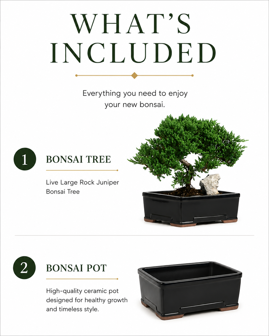 TODOROKI Large Rock Juniper Bonsai