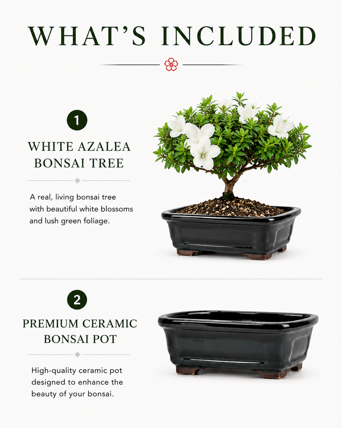 TODOROKI White Azalea Bonsai Tree