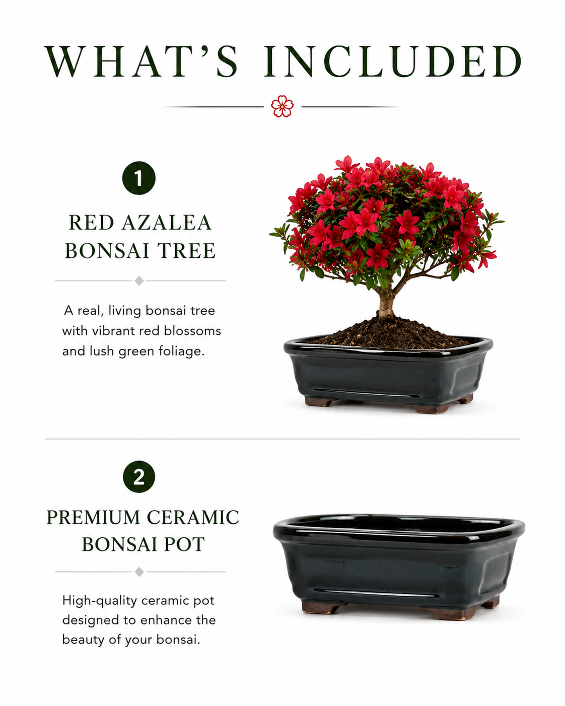 TODOROKI Red Flowering Azalea Bonsai Tree