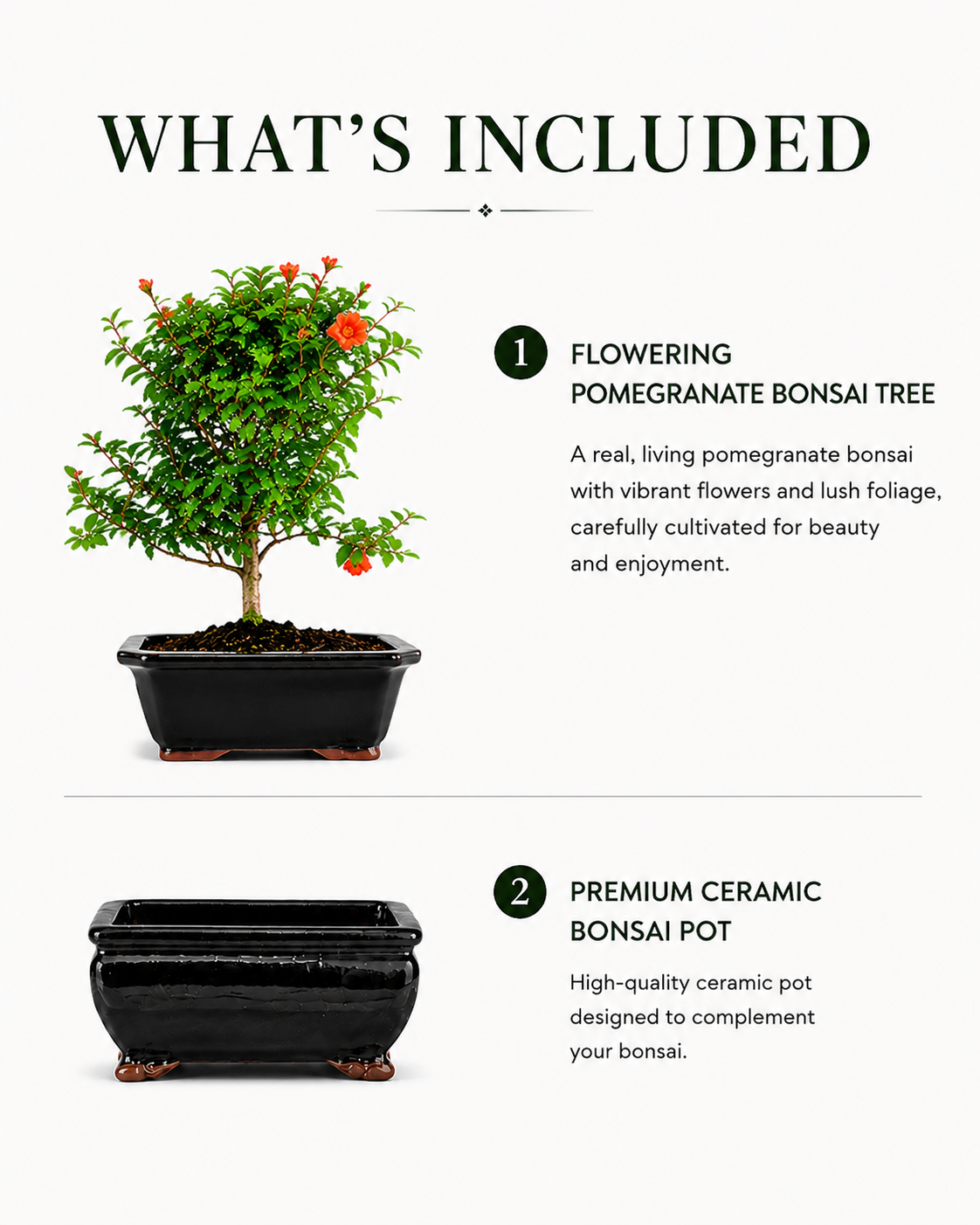 TODOROKI Pomegranate Bonsai Tree