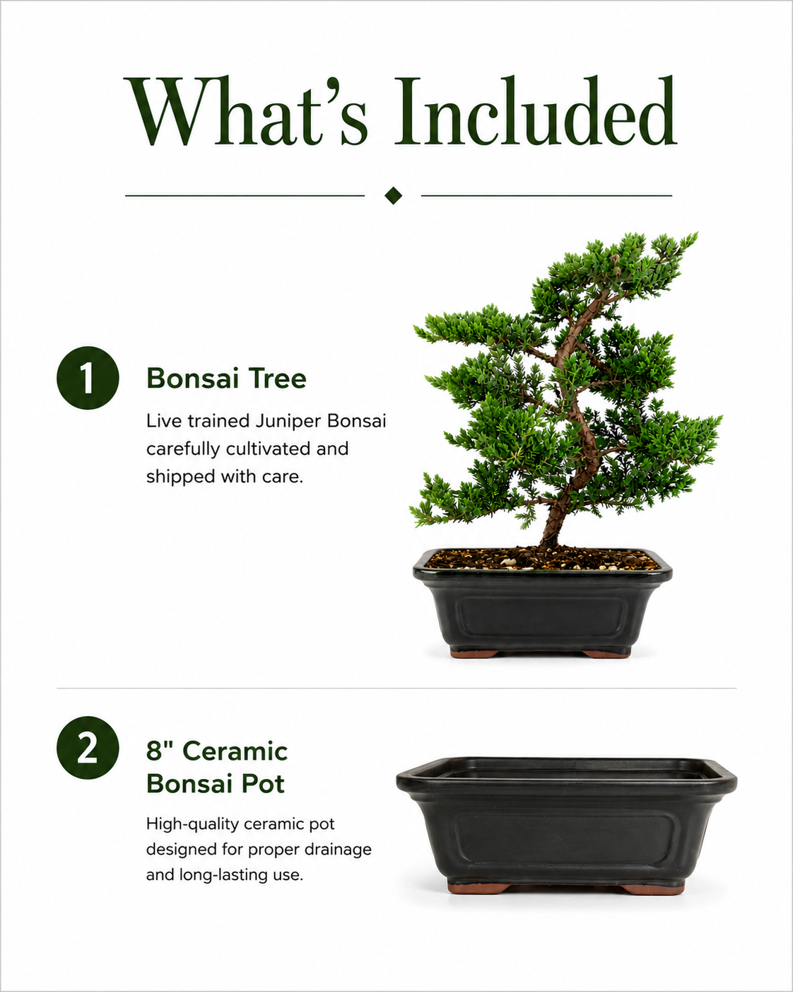 TODOROKI Trained Juniper Bonsai Tree
