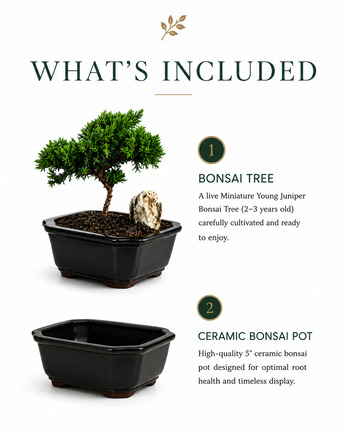 TODOROKI Miniature Young Juniper Bonsai