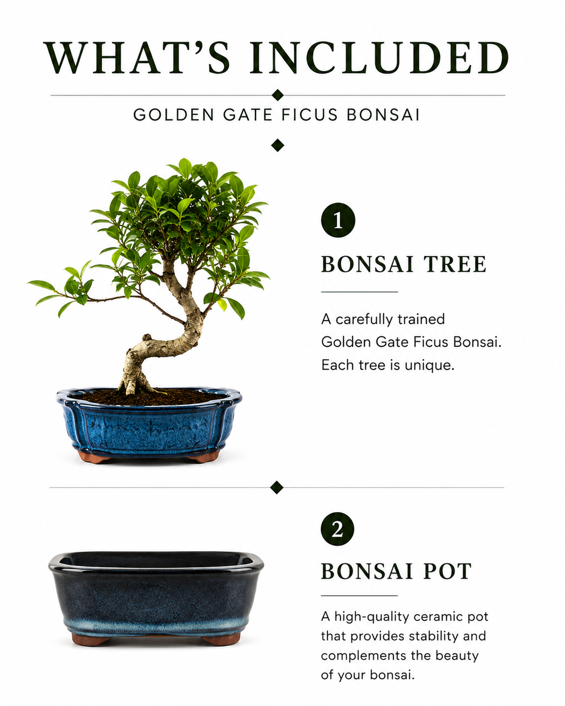 Golden Gate Ficus Indoor Bonsai