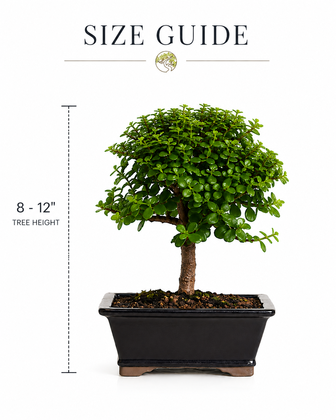 Dwarf Jade Bonsai