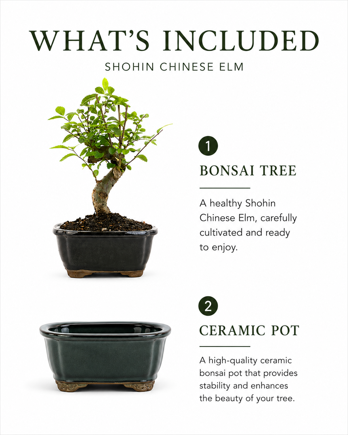 TODOROKI Shohin Chinese Elm Bonsai Tree