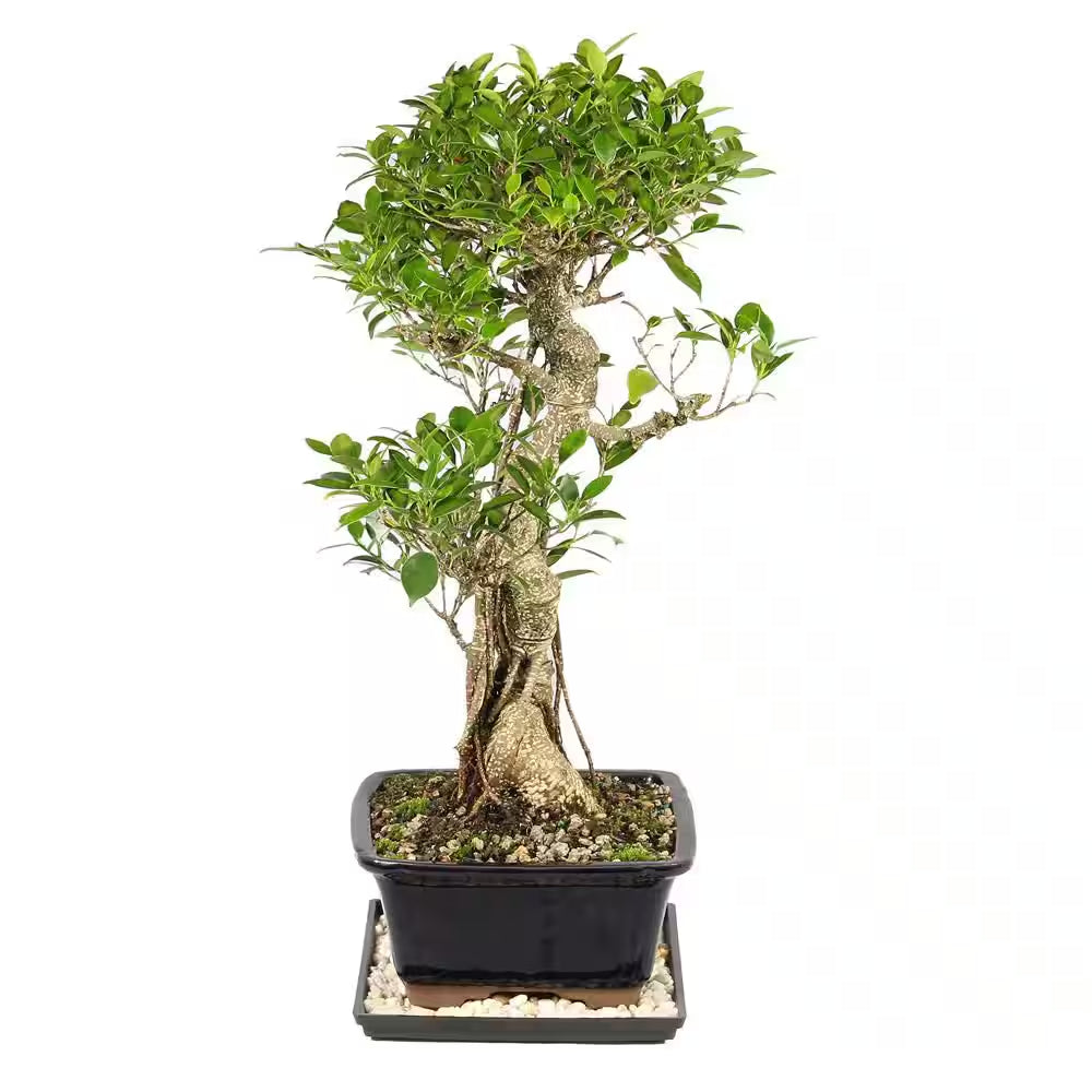 Golden Gate Ficus Bonsai Tree Indoor Plant in Ceramic Bonsai Pot Container, 10 Years Old, 16 to 20 In.