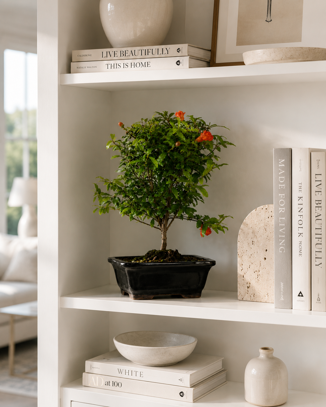 TODOROKI Pomegranate Bonsai Tree