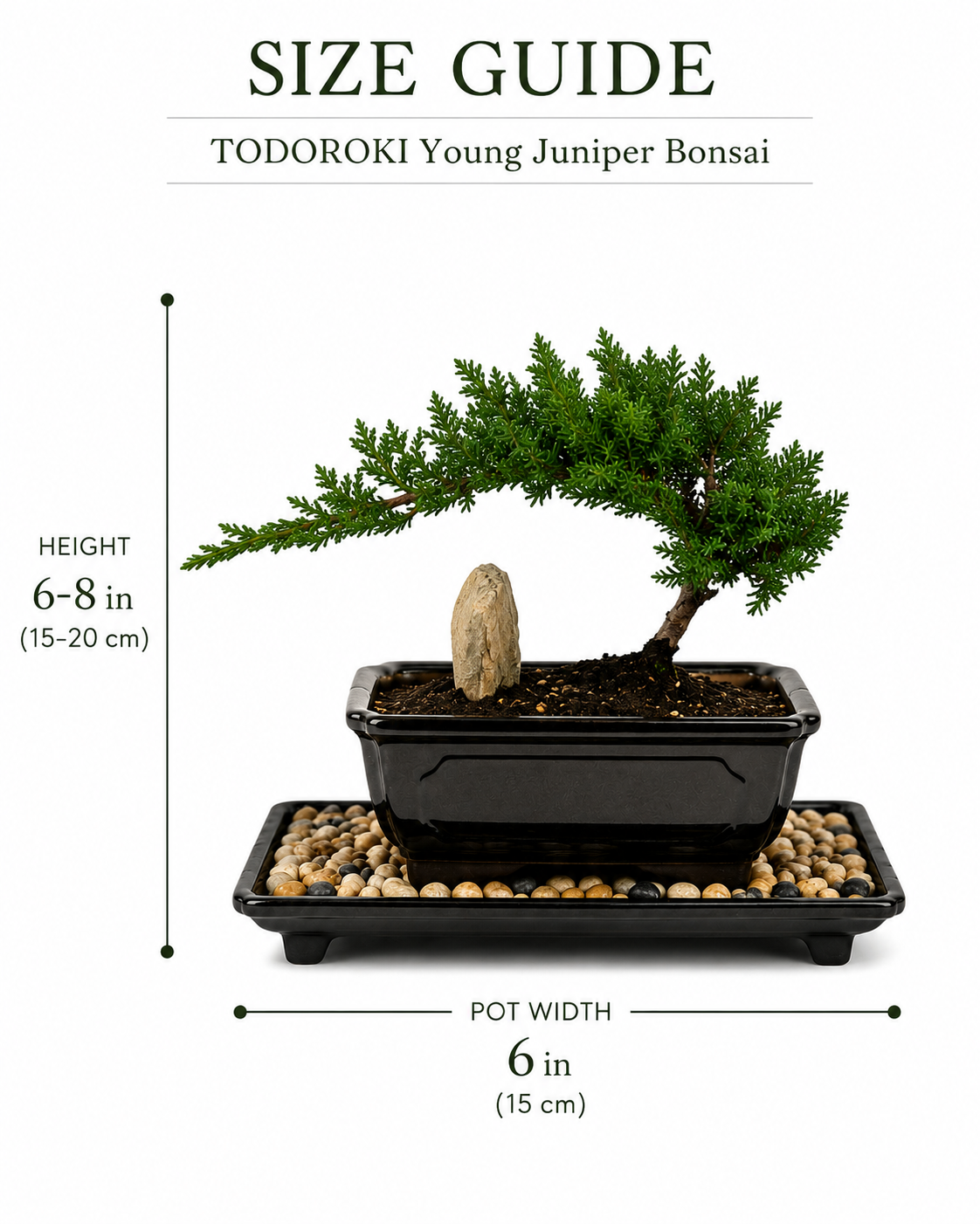 TODOROKI Young Juniper Bonsai