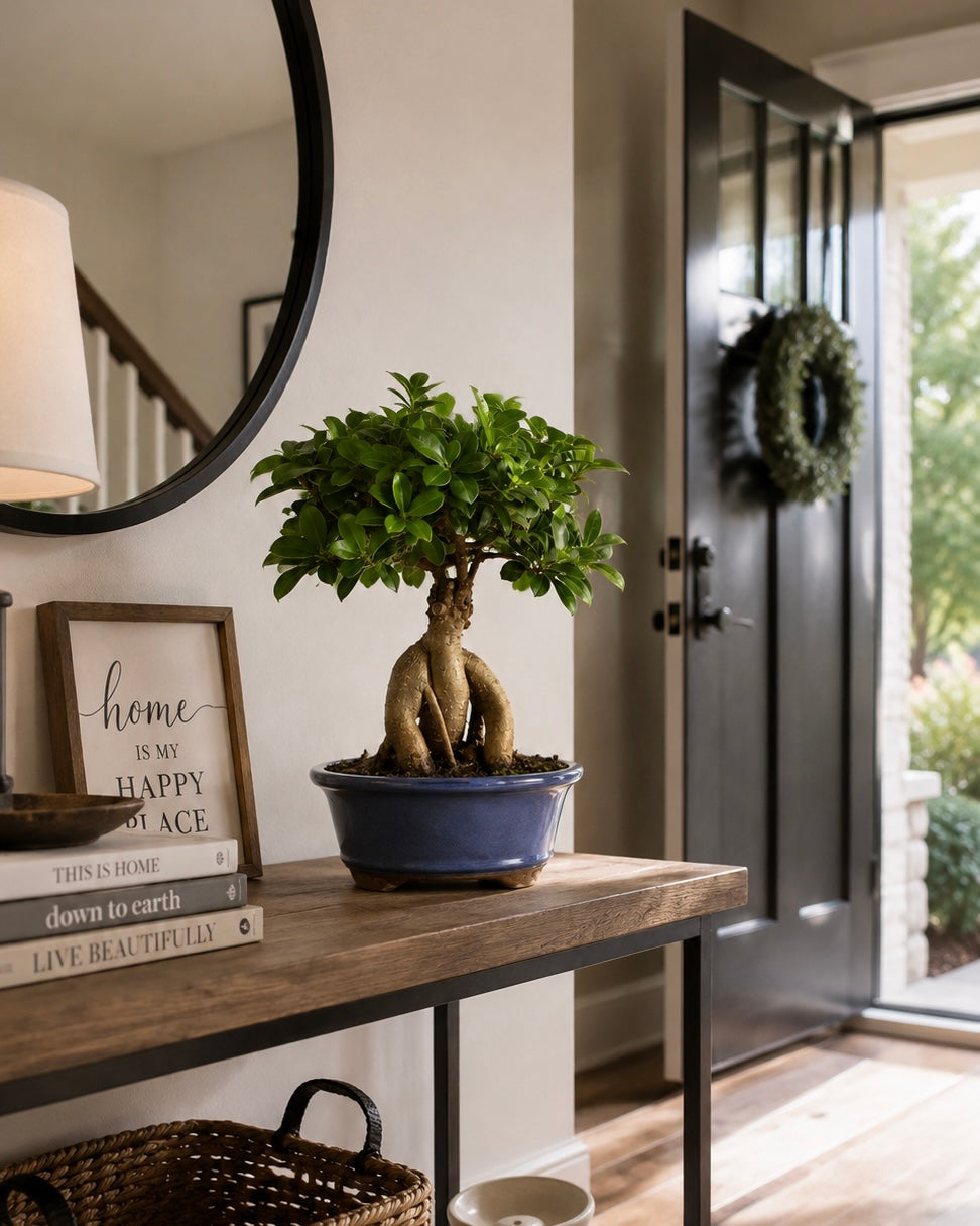 Ginseng Grafted Ficus Bonsai