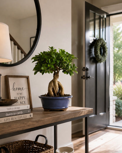 Ginseng Grafted Ficus Bonsai
