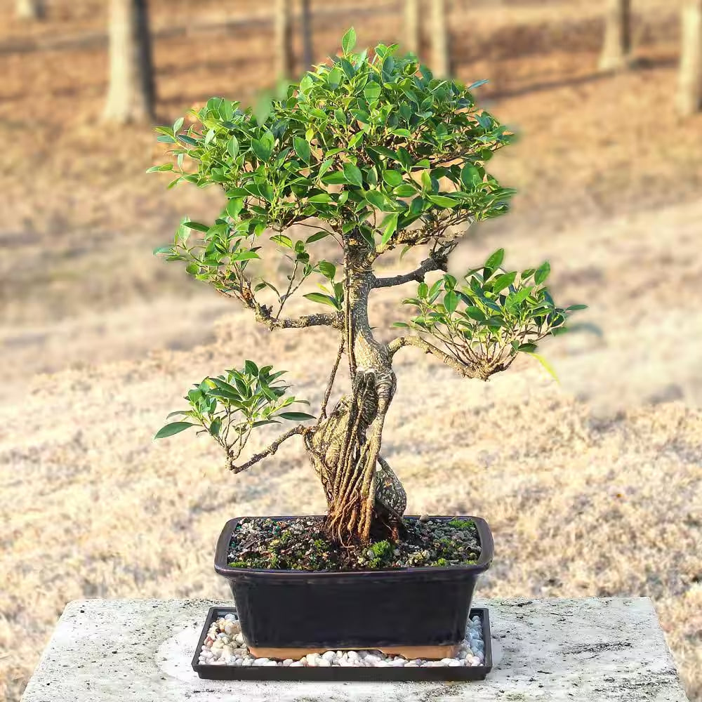 Golden Gate Ficus Bonsai Tree Indoor Plant in Ceramic Bonsai Pot Container, 10 Years Old, 16 to 20 In.