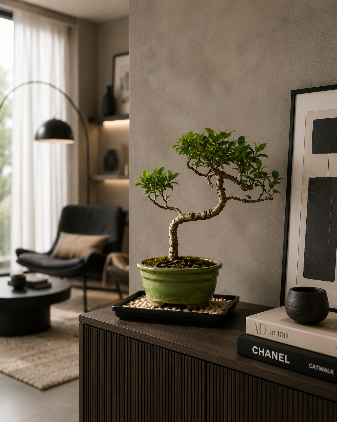 Golden Gate Ficus Bonsai Tree