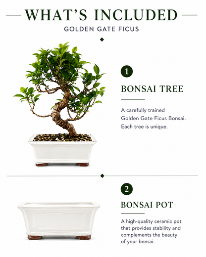 Golden Gate Ficus Bonsai