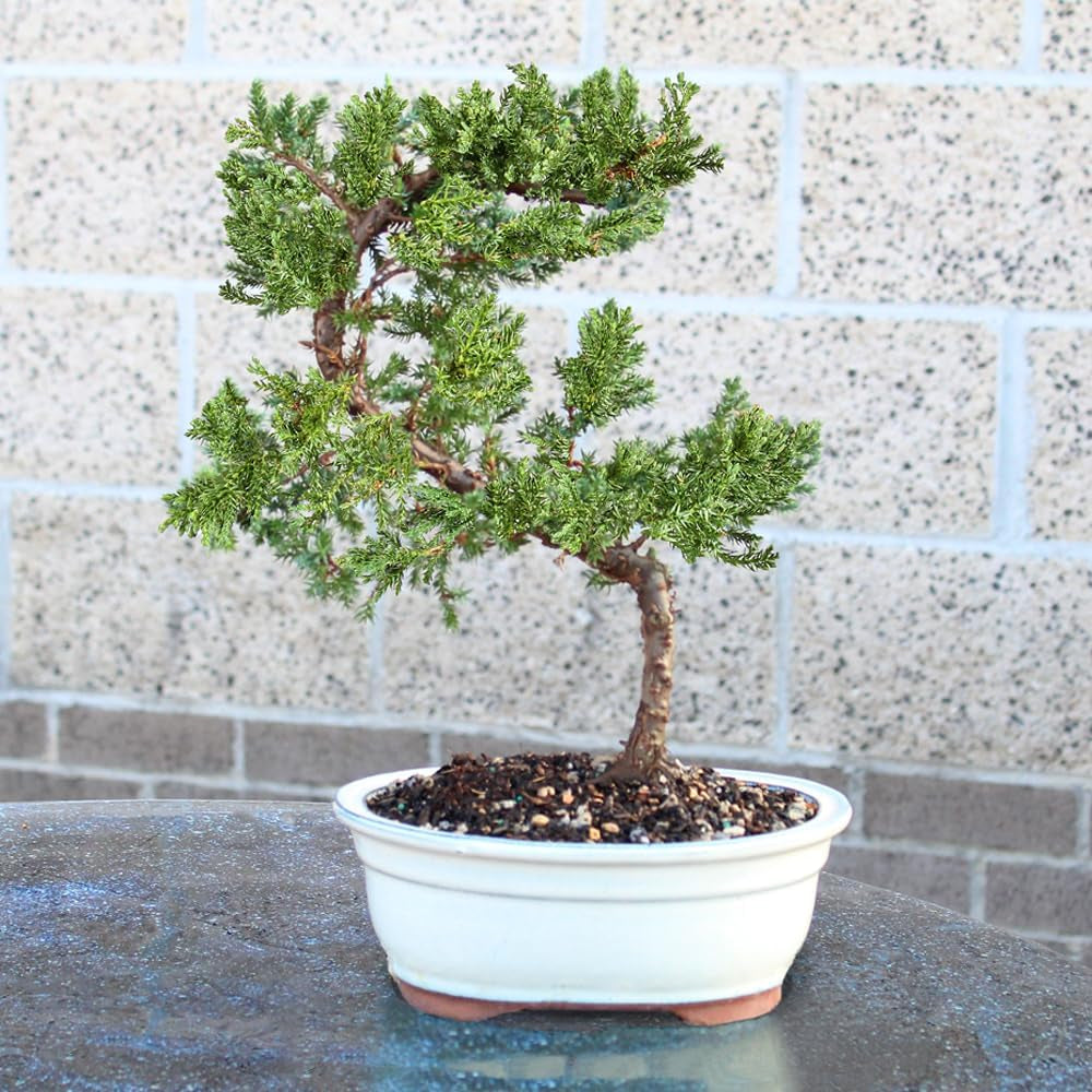 - Medium Juniper Live Bonsai Tree