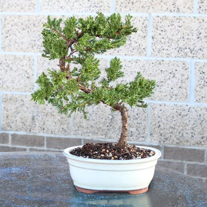 - Medium Juniper Live Bonsai Tree