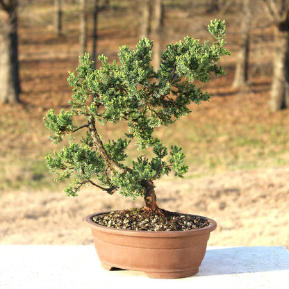 - Large Juniper Live Bonsai Tree