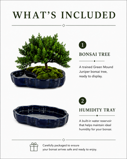 TODOROKI Green Mound Juniper Bonsai