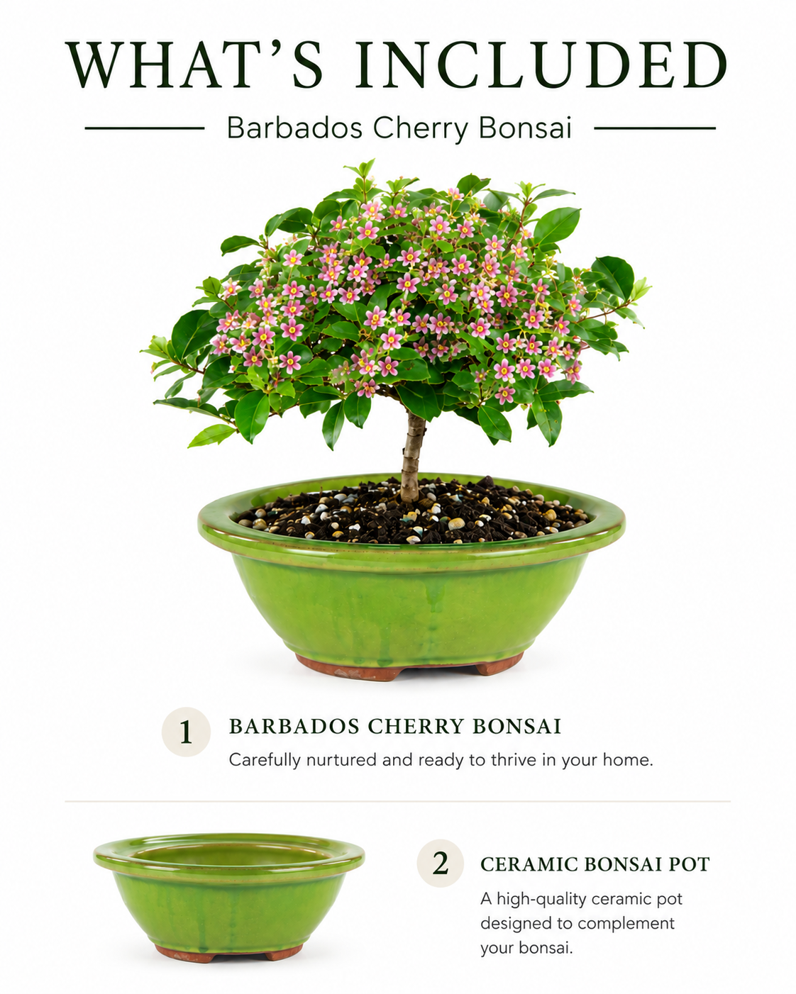 Barbados Cherry Bonsai