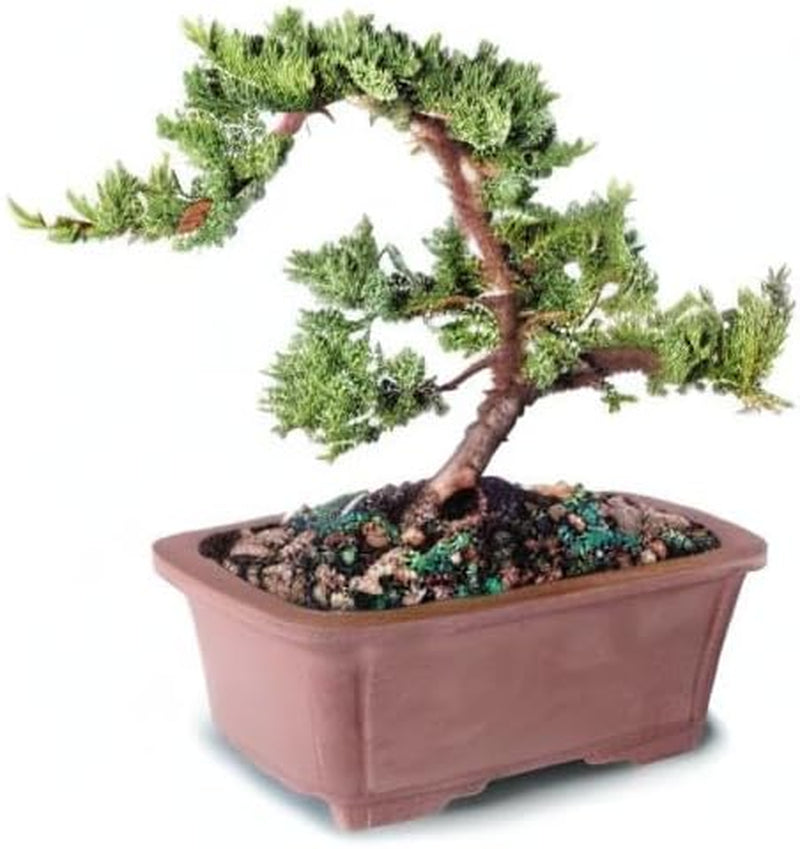 - Medium Juniper Live Bonsai Tree