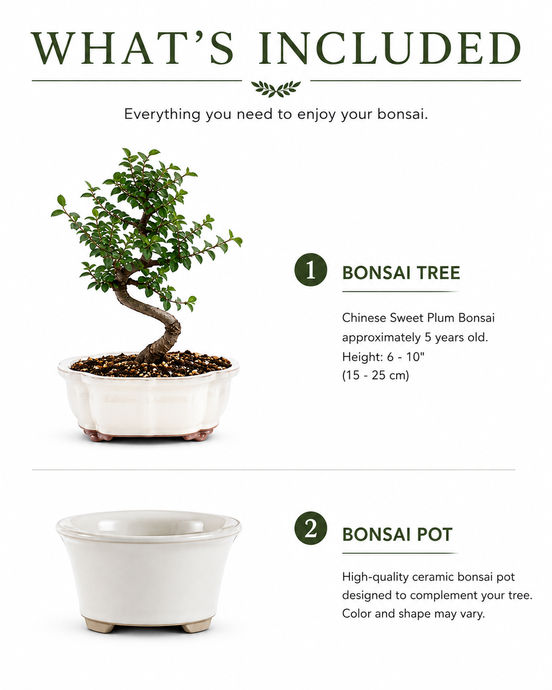 Chinese Sweet Plum Bonsai Tree
