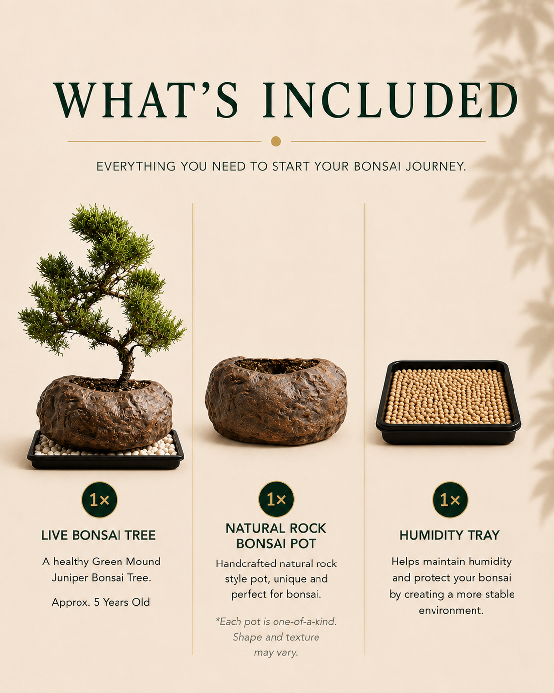 Juniper Live Bonsai Tree