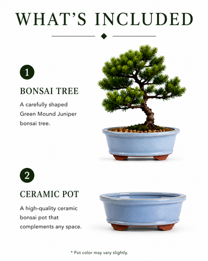 TODOROKI Green Mound Juniper Bonsai Tree