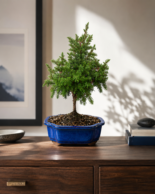 TODOROKI Foemina Juniper Bonsai