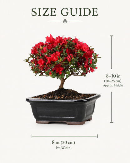 TODOROKI Red Flowering Azalea Bonsai Tree