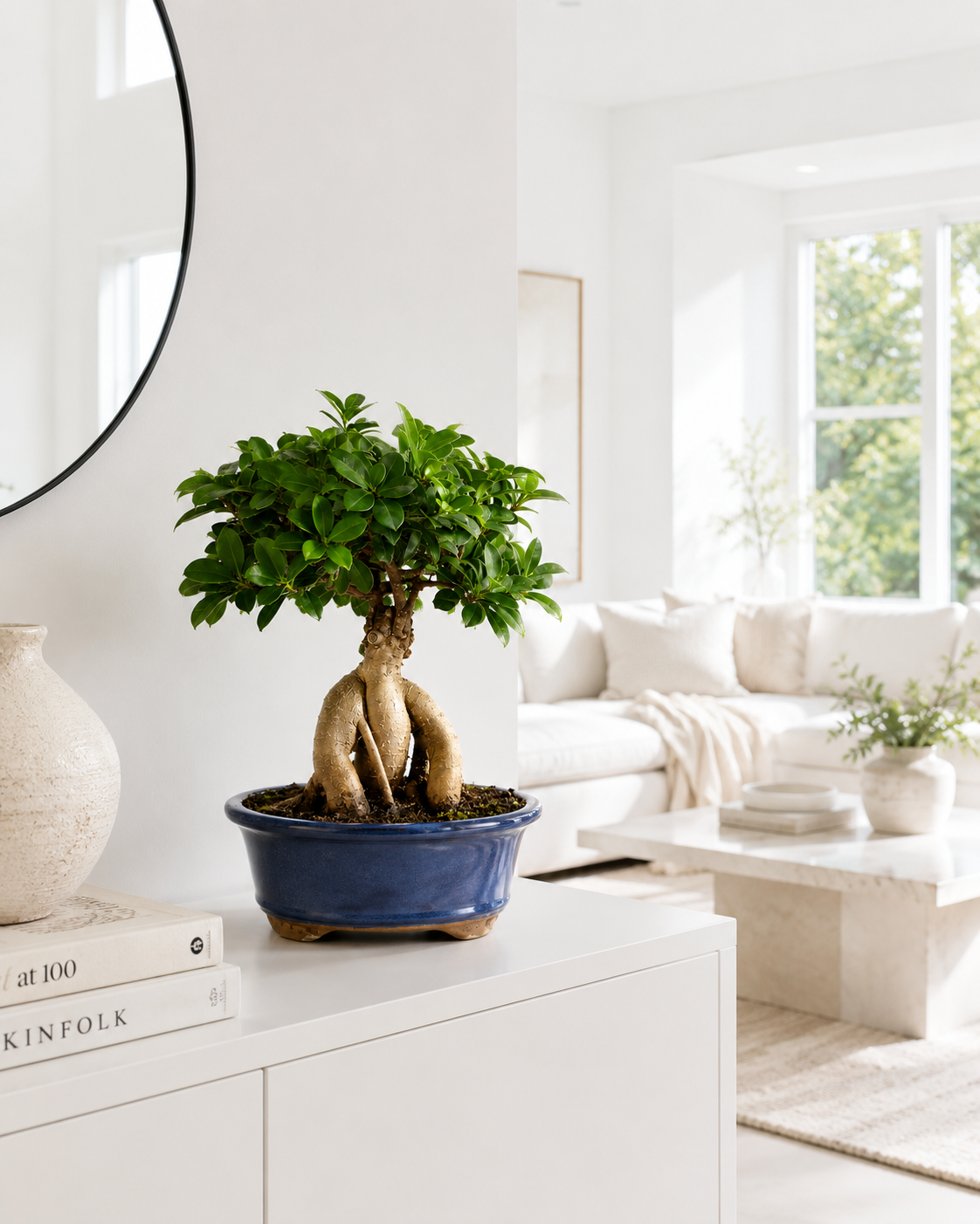 Ginseng Grafted Ficus Bonsai