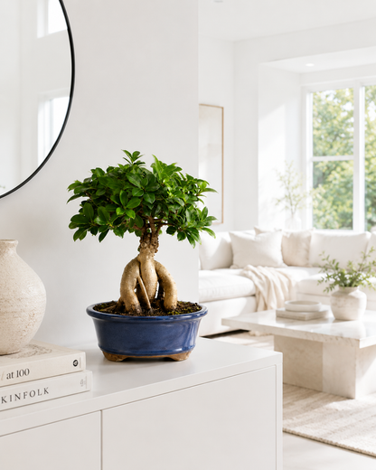 Ginseng Grafted Ficus Bonsai