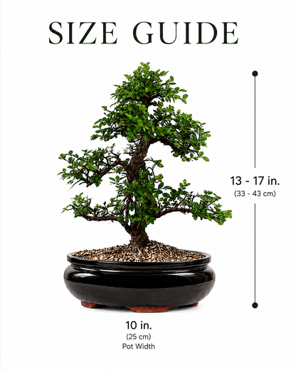 TODOROKI Large Chinese Elm Bonsai Tree