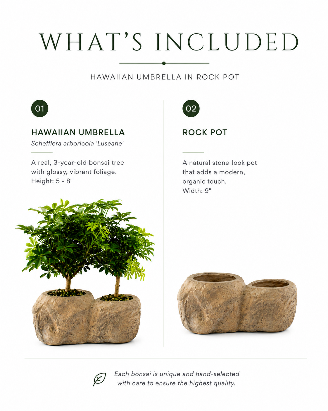 Hawaiian Umbrella Bonsai in Rock Pot