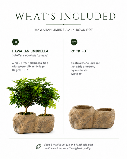 Hawaiian Umbrella Bonsai in Rock Pot