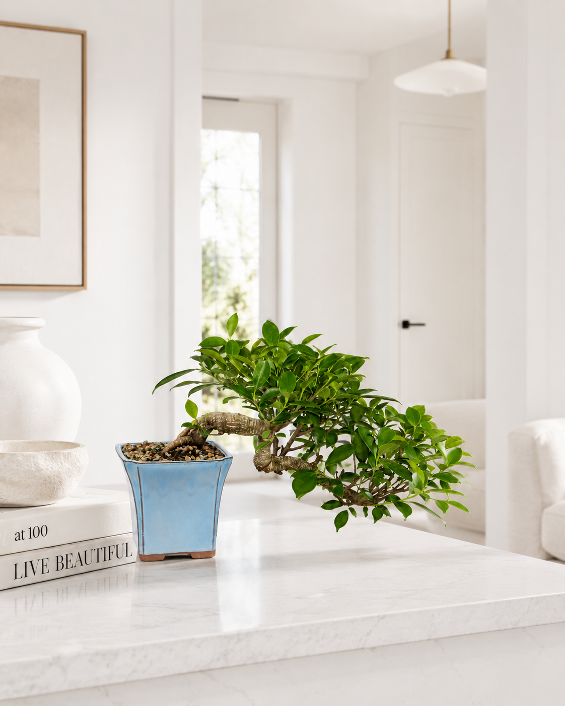 Golden Gate Ficus Bonsai