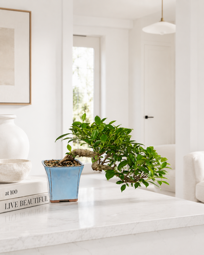 Golden Gate Ficus Bonsai
