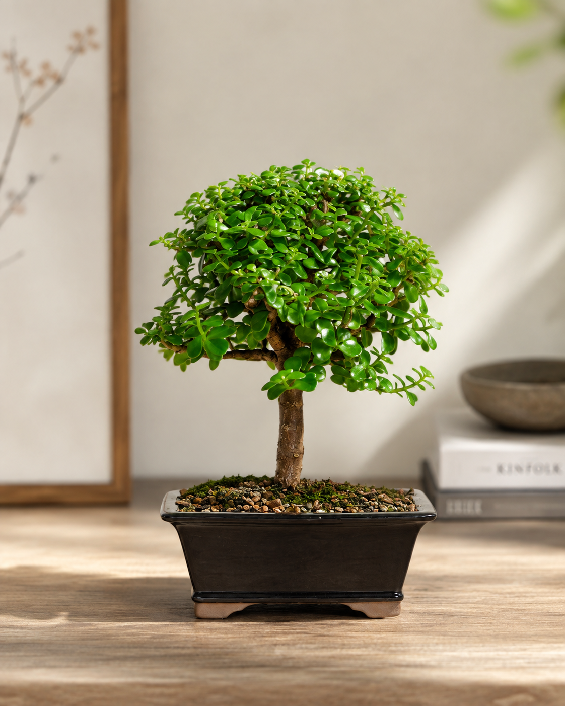 Dwarf Jade Bonsai