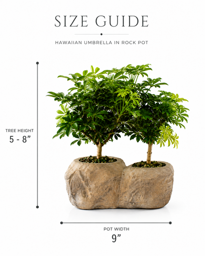 Hawaiian Umbrella Bonsai in Rock Pot