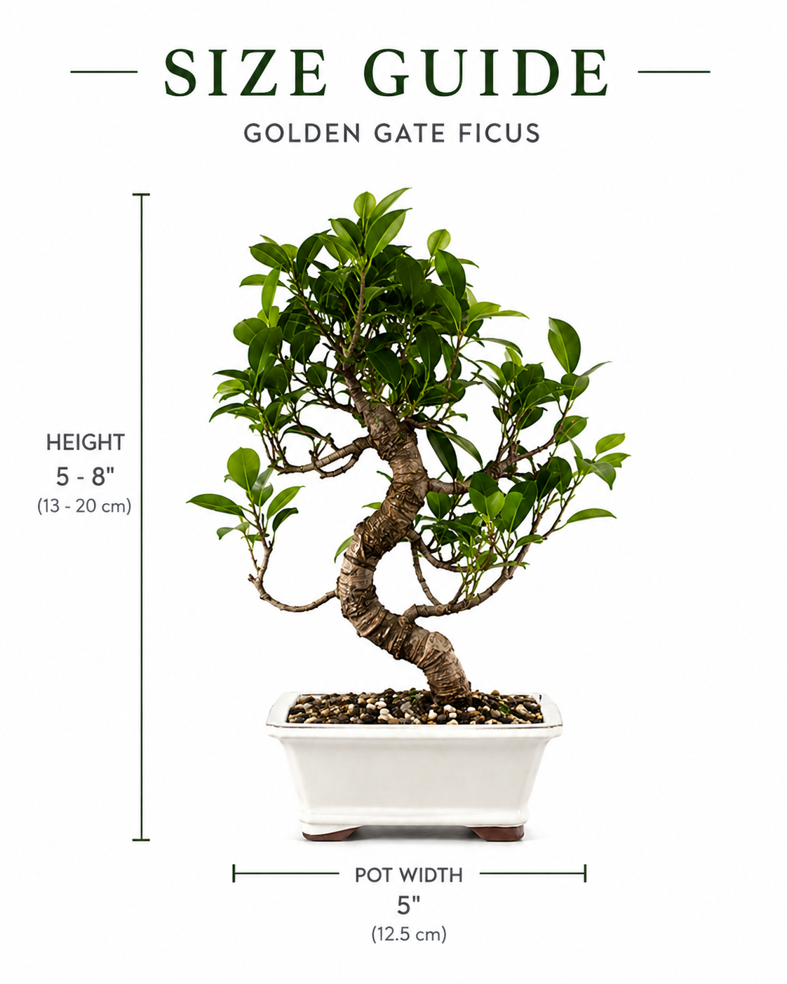 Golden Gate Ficus Bonsai