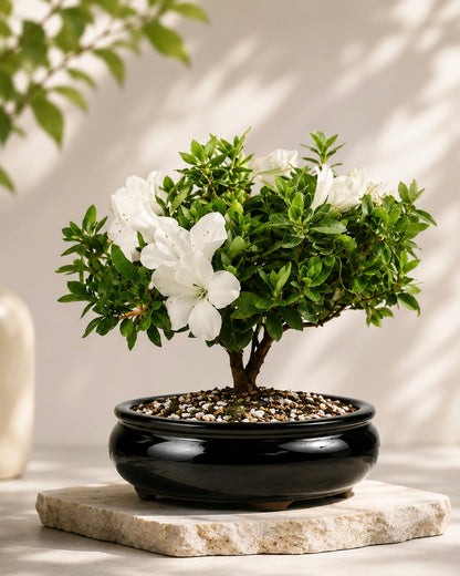 TODOROKI White Azalea Bonsai Tree