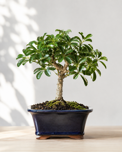 Hawaiian Umbrella Bonsai