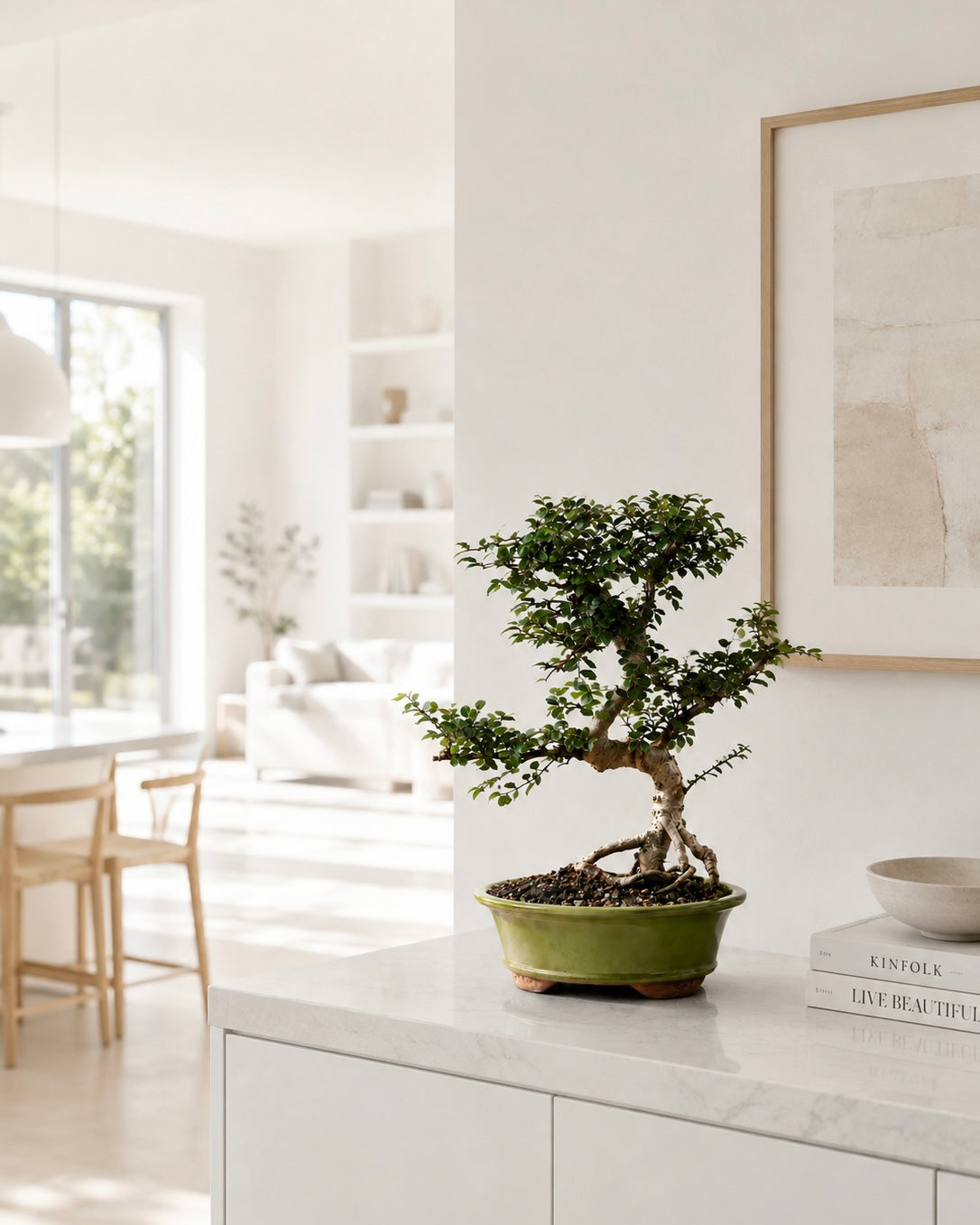 TODOROKI Chinese Elm Bonsai