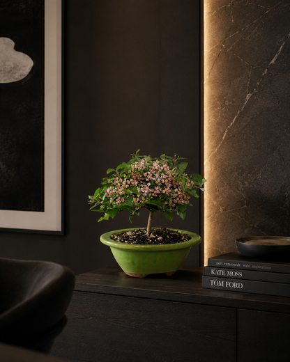 Barbados Cherry Bonsai