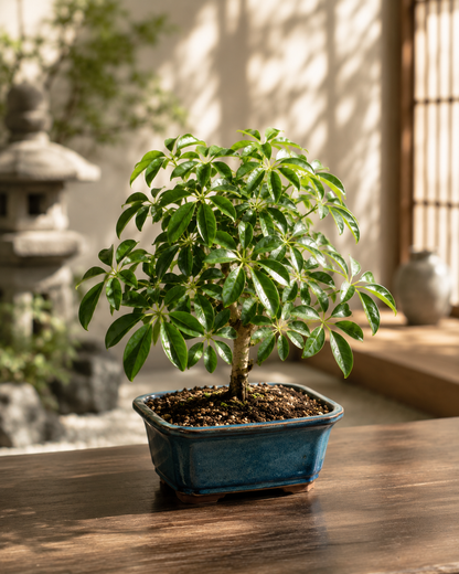Small Live Bonsai Bonsai Tree