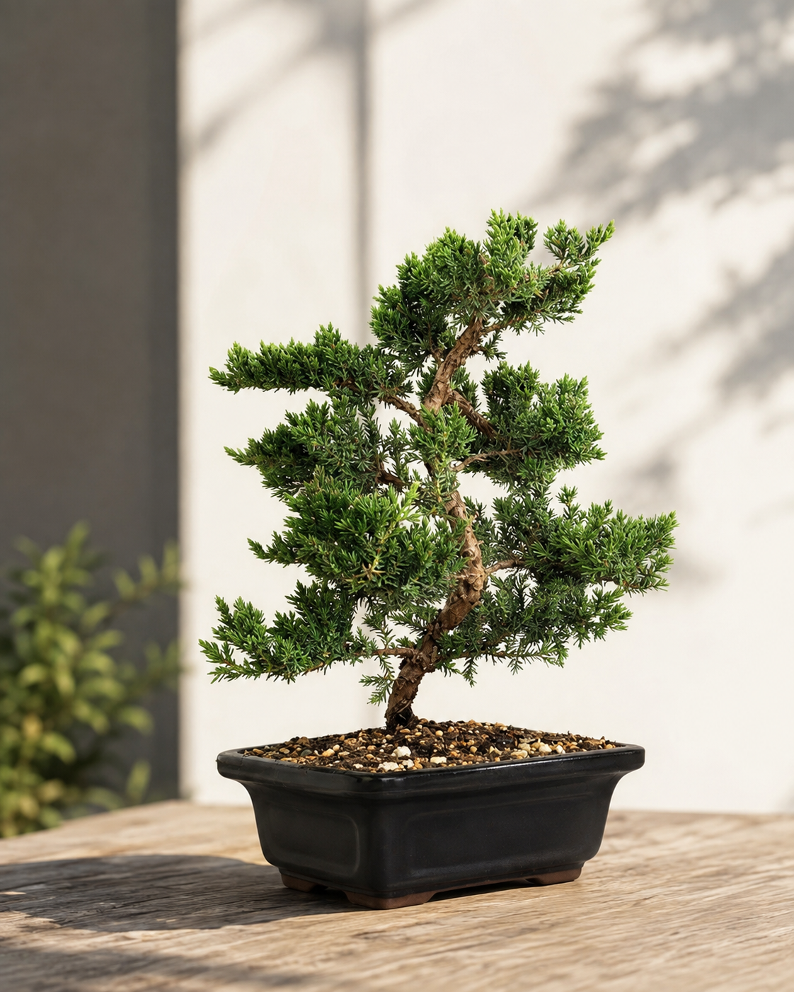Trained Juniper Bonsai Tree