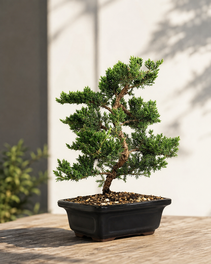 Trained Juniper Bonsai Tree