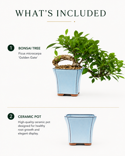 Golden Gate Ficus Bonsai